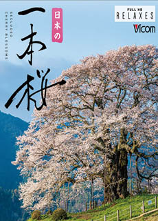 日本の一本樱